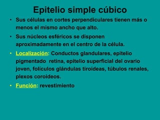 Epitelio simple cúbico <ul><li>Sus células en cortes perpendiculares tienen más o menos el mismo ancho que alto.  </li></u...