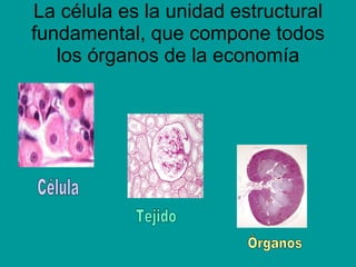 La célula es la unidad estructural fundamental, que compone todos los órganos de la economía Célula Tejido Órganos 