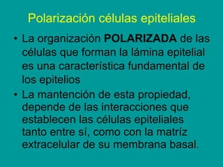 Polarización células epiteliales <ul><li>La organización  POLARIZADA  de las células que forman la lámina epitelial es una...