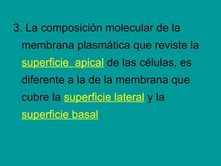 <ul><li>3. La composición molecular de la membrana plasmática que reviste la  superficie  apical  de las células, es difer...