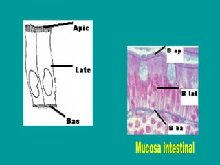 Mucosa intestinal 