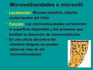 Microvellosidades o microvilli <ul><li>Localización :  Mucosa intestino, túbulos contorneados del riñón </li></ul><ul><li>...