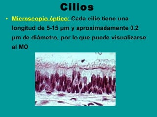Cilios   <ul><li>Microscopio óptico :   Cada cilio tiene una longitud de 5-15 μm y aproximadamente 0.2 μm de diámetro, por...