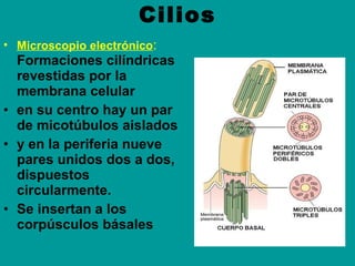 Cilios <ul><li>Microscopio electrónico :   Formaciones cilíndricas revestidas por la membrana celular </li></ul><ul><li>en...