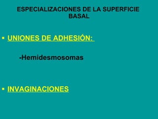 ESPECIALIZACIONES DE LA SUPERFICIE  BASAL <ul><li>UNIONES DE ADHESIÓN:  </li></ul><ul><li>-Hemidesmosomas </li></ul><ul><l...