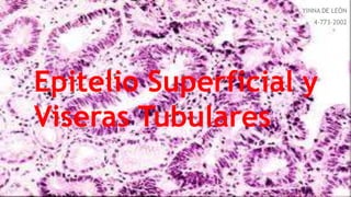 Epitelio Superficial y
Viseras Tubulares
 