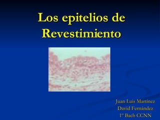 Los epitelios de Revestimiento Juan Luis Martínez David Fernández 1º Bach CCNN 