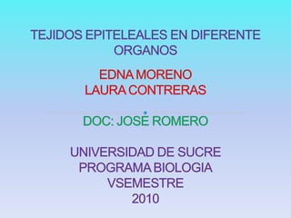 TEJIDOS EPITELEALES EN DIFERENTE ORGANOSEDNA MORENOLAURA CONTRERASDOC: JOSE ROMEROUNIVERSIDAD DE SUCREPROGRAMA BIOLOGIAVSEMESTRE2010 