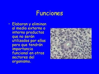 Funciones Elaboran y eliminan al medio externo o interno productos que no serán utilizados por ellas pero que tendrán importancia funcional en otros sectores del organismo.