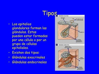 Tipos Los epitelios glandulares forman las glándulas. Estas pueden estar formadas por una célula o por un grupo de células epiteliales. Existen dos tipos: Glándulas exocrinales Glándulas endocrinales