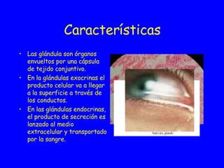 Características Las glándula son órganos envueltos por una cápsula de tejido conjuntivo. En la glándulas exocrinas el producto celular va a llegar a la superficie a través de los conductos. En las glándulas endocrinas, el producto de secreción es lanzado al medio extracelular y transportado por la sangre.