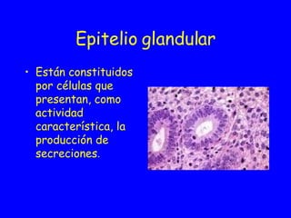 Epitelio   glandular ,[object Object]