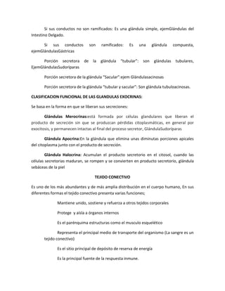 Si sus conductos no son ramificados: Es una glándula simple, ejemGlándulas del
Intestino Delgado.
Si sus conductos
ejemGlándulasGástricas
Porción secretora
EjemGlándulasSudoríparas

son

de

la

ramificados:

glándula

Es

una

“tubular”:

glándula

son

glándulas

compuesta,

tubulares,

Porción secretora de la glándula “Sacular”:ejem Glándulasacinosas
Porción secretora de la glándula “tubular y sacular”: Son glándula tubuloacinosas.
CLASIFICACION FUNCIONAL DE LAS GLANDULAS EXOCRINAS:
Se basa en la forma en que se liberan sus secreciones:
Glándulas Merocrinas:está formada por células glandulares que liberan el
producto de secreción sin que se produzcan pérdidas citoplasmáticas, en general por
exocitosis, y permanecen intactas al final del proceso secretor, GlándulaSudoríparas
Glándula Apocrina:En la glándula que elimina unas diminutas porciones apicales
del citoplasma junto con el producto de secreción.
Glándula Halocrina: Acumulan el producto secretorio en el citosol, cuando las
células secretorias maduran, se rompen y se convierten en producto secretorio, glándula
sebáceas de la piel
TEJIDO CONECTIVO
Es uno de los más abundantes y de más amplia distribución en el cuerpo humano, En sus
diferentes formas el tejido conectivo presenta varias funciones;
Mantiene unido, sostiene y refuerza a otros tejidos corporales
Protege y aísla a órganos internos
Es el parénquima estructuras como el musculo esquelético
Representa el principal medio de transporte del organismo (La sangre es un
tejido conectivo)
Es el sitio principal de depósito de reserva de energía
Es la principal fuente de la respuesta inmune.

 