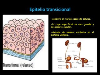 Epitelio transicional
           -consiste en varias capas de células.

           -la capa superficial es mas grande y
           de aspecto cupular.

           -ubicado de manera exclusiva en el
           sistema urinario.
 