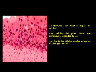 -conformado   con   muchas   capas   de
células.

-las células del plano basal         son
cilíndricas o cuboides bajas.

-arriba de las células basales están las
células poliédricas.
 