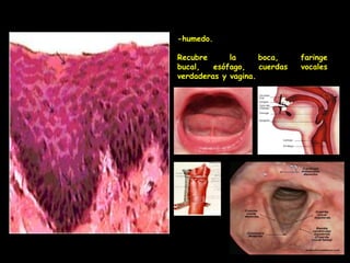 -humedo.

Recubre      la      boca,     faringe
bucal,   esófago,    cuerdas   vocales
verdaderas y vagina.
 