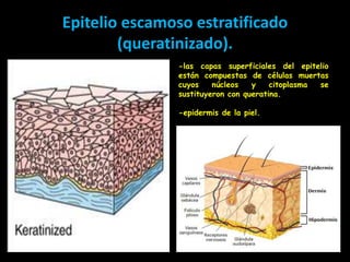 Epitelio escamoso estratificado
        (queratinizado).
               -las capas superficiales del epitelio
               están compuestas de células muertas
               cuyos    núcleos   y    citoplasma se
               sustituyeron con queratina.

               -epidermis de la piel.
 