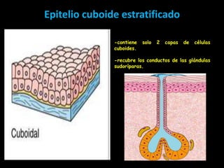 Epitelio cuboide estratificado

               -contiene   solo   2   capas   de   células
               cuboides.

               -recubre los conductos de las glándulas
               sudoríparas.
 