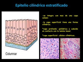Epitelio cilíndrico estratificado

                 -se integra    con mas de una capa
                 celular.

                 -la capa superficial tiene una forma
                 cilíndrica.

                 *capa profunda: poliédrica a cuboide
                 en contacto con la lamina basal.

                 *capa superficial: células cilíndricas.
 
