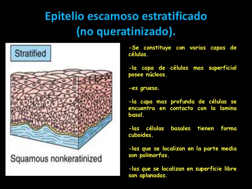 O Que Significa Epitelio Escamoso - RETOEDU