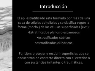 Introducción
El ep. estratificado esta formado por más de una
capa de células epiteliales y se clasifica según la
forma (m...