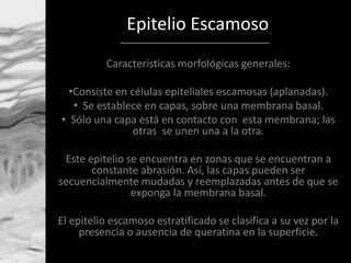 Epitelio Escamoso
Características morfológicas generales:
•Consiste en células epiteliales escamosas (aplanadas).
• Se est...