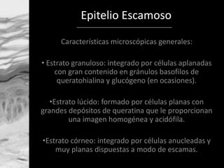 Epitelio Escamoso
Características microscópicas generales:
• Estrato granuloso: integrado por células aplanadas
con gran c...