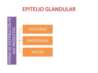 FORMA DE DISTRIBUCIÓN DE   EPITELIO GLANDULAR
    SUS PRODUCTOS


                             EXOCRINAS

                            ENDOCRINAS

                              MIXTAS
 