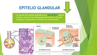 EPITELIO GLANDULAR
 La función del epitelio glandular es la secreción, que se
realiza a través de las células glandulares que a menudo
se agrupan subyacentes al epitelio de revestimiento.
 