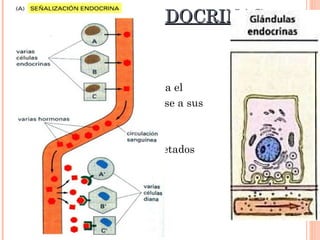 GLÁNDULAS ENDOCRINAS Secretan sus productos hacia el  torrente sanguíneo, para unirse a sus  células diana. Hormonas:  Productos secretados por las glándulas.  