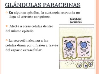 GLÁNDULAS PARACRINAS En algunos epitelios, la sustancia secretada no llega al torrente sanguíneo. Afecta a otras células dentro  del mismo epitelio. La secreción alcanza a las  células diana por difusión a través del espacio extracelular. 