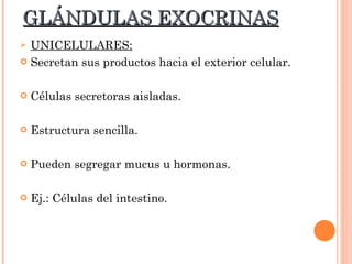GLÁNDULAS EXOCRINAS UNICELULARES:   Secretan sus productos hacia el exterior celular. Células secretoras aisladas. Estructura sencilla. Pueden segregar mucus u hormonas. Ej.: Células del intestino. 