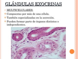 GLÁNDULAS EXOCRINAS MULTICELULARES: Compuestas por más de una célula. También especializadas en la secreción. Pueden formar parte de órganos distintos o independientes. 