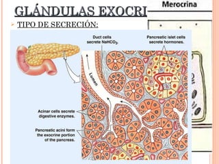 GLÁNDULAS EXOCRINAS TIPO DE SECRECIÓN: Merocrina:   Producto hacia la superficie apical de la célula en  vesículas. Se fusionan con la  membrana plasmática: células  pancreáticas. 