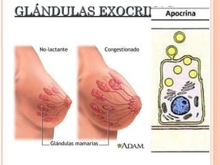 GLÁNDULAS EXOCRINAS Apocrina:   El producto en esta  secreción lo hace envuelta en una fina  capa de citoplasma: glándula mamaria de la lactancia. 