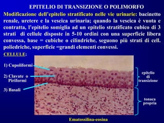 EPITELIO DI TRANSIZIONE O POLIMORFO
Strato basale: cellule cubico/cilindriche;
Strato intermedio: 2 o più ordini di cellul...