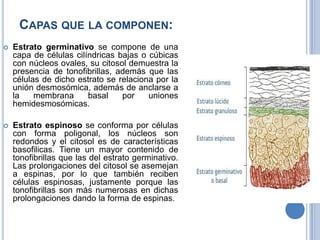 CAPAS QUE LA COMPONEN:
   Estrato germinativo se compone de una
    capa de células cilíndricas bajas o cúbicas
    con núcleos ovales, su citosol demuestra la
    presencia de tonofibrillas, además que las
    células de dicho estrato se relaciona por la
    unión desmosómica, además de anclarse a
    la    membrana      basal    por    uniones
    hemidesmosómicas.

   Estrato espinoso se conforma por células
    con forma poligonal, los núcleos son
    redondos y el citosol es de características
    basofilicas. Tiene un mayor contenido de
    tonofibrillas que las del estrato germinativo.
    Las prolongaciones del citosol se asemejan
    a espinas, por lo que también reciben
    células espinosas, justamente porque las
    tonofibrillas son más numerosas en dichas
    prolongaciones dando la forma de espinas.
 