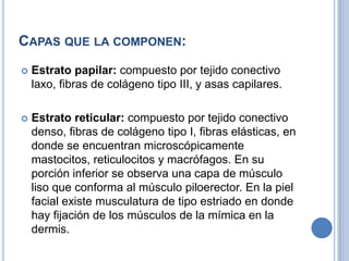 CAPAS QUE LA COMPONEN:
   Estrato papilar: compuesto por tejido conectivo
    laxo, fibras de colágeno tipo III, y asas capilares.

   Estrato reticular: compuesto por tejido conectivo
    denso, fibras de colágeno tipo I, fibras elásticas, en
    donde se encuentran microscópicamente
    mastocitos, reticulocitos y macrófagos. En su
    porción inferior se observa una capa de músculo
    liso que conforma al músculo piloerector. En la piel
    facial existe musculatura de tipo estriado en donde
    hay fijación de los músculos de la mímica en la
    dermis.
 