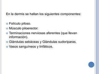 En la dermis se hallan los siguientes componentes:

 Folículo piloso.
 Músculo piloerector.

 Terminaciones nerviosas aferentes (que llevan
  información).
 Glándulas sebáceas y Glándulas sudoríparas.

 Vasos sanguíneos y linfáticos.
 