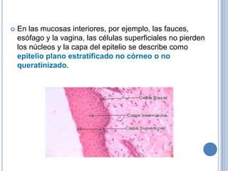    En las mucosas interiores, por ejemplo, las fauces,
    esófago y la vagina, las células superficiales no pierden
    los núcleos y la capa del epitelio se describe como
    epitelio plano estratificado no córneo o no
    queratinizado.
 