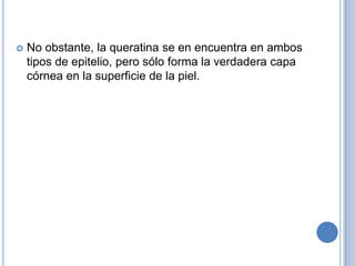    No obstante, la queratina se en encuentra en ambos
    tipos de epitelio, pero sólo forma la verdadera capa
    córnea en la superficie de la piel.
 