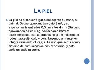 LA PIEL
   La piel es el mayor órgano del cuerpo humano, o
    animal. Ocupa aproximadamente 2 m², y su
    espesor varía entre los 0,5mm a los 4 mm (Su peso
    aproximado es de 5 kg. Actúa como barrera
    protectora que aísla al organismo del medio que lo
    rodea, protegiéndolo y contribuyendo a mantener
    íntegras sus estructuras, al tiempo que actúa como
    sistema de comunicación con el entorno, y éste
    varia en cada especie.
 