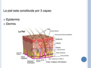 La piel esta constituida por 3 capas:

 Epidermis
 Dermis
 