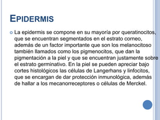 EPIDERMIS
   La epidermis se compone en su mayoría por queratinocitos,
    que se encuentran segmentados en el estrato corneo,
    además de un factor importante que son los melanocitoso
    también llamados como los pigmenocitos, que dan la
    pigmentación a la piel y que se encuentran justamente sobre
    el estrato germinativo. En la piel se pueden apreciar bajo
    cortes histológicos las células de Langerhans y linfocitos,
    que se encargan de dar protección inmunológica, además
    de hallar a los mecanorreceptores o células de Merckel.
 