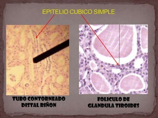 EPITELIOS DE REVESTIMIENTOEPITELIO CUBICO SIMPLE:Las células son casi cuadradas.Su núcleo es esférico y esta ubicado en el centro.Se encuentra en los canaliculos secretores de muchas glándulas, en los folículos de la glándula tiroides, en los túbulos renales y superficies de los ovarios.EPITELIO CILINDRICO SIMPLE:Formado por células columnaresLos núcleos son ovalados y se ubican en las bases de las células.Su superficie apical puede presentar microvellosidades o cilios.Se encuentra en el epitelio del intestino delgado, en epitelio del útero.