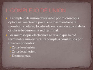 En los epitelios existen estructuras especializadas que unen las células para formar un unidad funcional.Estas adhesiones de las células están dadas por lo siguiente:Complejo de union.Interdigitaciones.Uniones tipo GAP (nexo)UNIONES DE CELULAS EPITELIALES LATERALES
