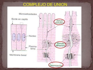 El complejo de unión observable por microscopia óptica se caracteriza por el engrosamiento de la membrana celular, localizada en la región apical de la célula se le denomina red terminal.Por microscopia electrónica se revelo que la red terminal es una estructura compleja constituida por tres componentes:Zona de oclusión.