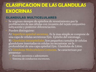 Tienen una estructura interna que se parece a los cilios pero que se diferencia en que por lo general solo hay un flagelo por célula que mide de 15 a 30 um de largo.Los flagelos mas largos se encuentran en la cola de los espermatozides, en el ser humano miden 55 um.Los movimientos  son diferentes de los cilios puesto que un movimiento ondulatorio recorre todo el flagelo FLAGELOS