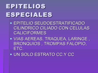 EPITELIOS ESPECIALES EPITELIO SEUDOESTRATIFICADO CILINDRICO CILIADO CON CELULAS CALICIFORMES VIAS AEREAS, TRAQUEA, LARINGE , BRONQUIOS , TROMPAS FALOPIO, ETC. UN SOLO ESTRATO CC.Y CC 