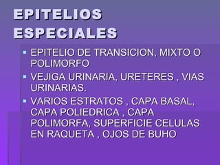 EPITELIOS ESPECIALES EPITELIO DE TRANSICION, MIXTO O POLIMORFO  VEJIGA URINARIA, URETERES , VIAS URINARIAS. VARIOS ESTRATOS , CAPA BASAL, CAPA POLIEDRICA , CAPA POLIMORFA, SUPERFICIE CELULAS EN RAQUETA , OJOS DE BUHO 